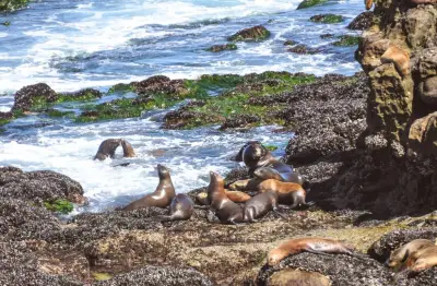 La Jolla group proposes plans to protect sea lions during pupping season