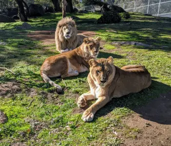 Up-close with the wild: Alpine Sanctuary opens for summer tours & Stays