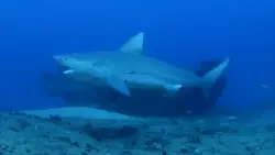 Discovery ‘Shark Week’ has breaching great whites, looks back at ‘Jaws’ and starts with some dancing