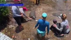 Staff at Dolphin Research Center rescues manatee family after one of them was injured by fishing line in Marathon