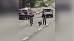 Video shows South Carolina state troopers chasing pig on busy interstate