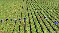 California Farm Bureau says ICE raids ‘disruptive’ to agricultural economy